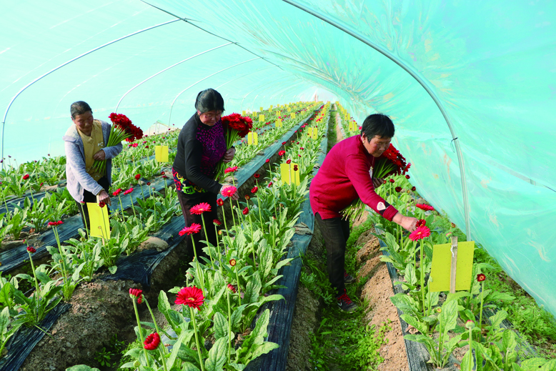 东坎街道三烈村非洲菊种植基地